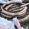 Vietnam police hunt for trafficker of African elephant tusks