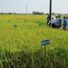 Central region develops new rice varieties