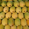 Vietnamese mangoes sold in Japan for first time