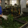 Vietnamese tea exports decrease