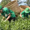 Lam Dong seeks market for tea