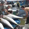 Tuna export value drops nearly 7 per cent in 2015