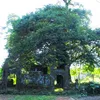 Ancient tree in Hue to gain historical heritage recognition