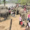 Dak Lak’s elephant conservation needs further promotion