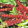 Coffee, pepper plantations on the rise in Dak Lak