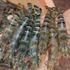 Vietnam shrimp exports face new challenges