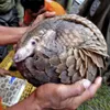 Vietnam joins hands to prevent pangolin trade