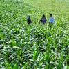 Rice crops dwindle as a result of climate change