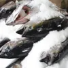 Whole tuna fish to be exported to Japan