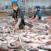 Tra fish exports to UK surge