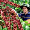 Central Highland farmers promote new coffee-growing model