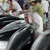 Japanese aid improves Binh Dinh tuna fishing