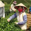 Lam Dong’s Oolong tea meets international standards