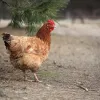 Free-range chickens seen as post-TPP local advantage