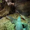 Cuban endangered crocodiles return home