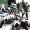 El Nino depletes Vietnam’s tuna fishing