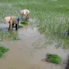 Climate change affects Vietnam’s rice bowl