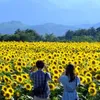 30-hectare sunflower farm stuns visitors