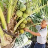 Tuan Le farmers seek to sustainably develop coconuts