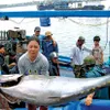 Japanese firm shows high interest in Phu Yen tuna