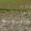 12.7m USD spent on drought and saltwater intrusion damage control