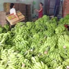 Export potential of Vietnamese bananas untapped