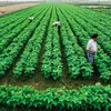 Vietnamese businesses step up investment in Russian agriculture market