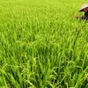 Advanced rice cultivation techniques implemented in Mekong Delta