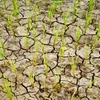 Agricultural production threatened by El Nino