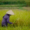 Vietnam wins rice supply deal to Philippines