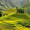 UK’s Telegraph hails Vietnam’s ‘surreal’ rice terraces