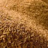 Processing rice husks to protect the environment