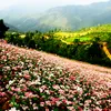 Beauty of Ha Giang promoted in Hanoi