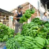 Export potential of Vietnamese bananas untapped