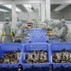 Price of Vietnamese shrimp exports to US fall