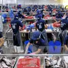 VN fish exports to face tough US inspections