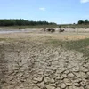 El Nino causes serious damage to rice crops in Ca Mau province