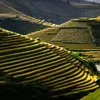 Vietnam's rice terraces in Nat Geo top photo entries