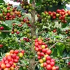 Coffee flowers bloom early, farmers worried