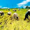 Vietnam to develop a national rice brand