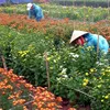 Hà Nội farmers reap reward of higher-quality flowers