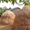 Paper from straw and hay