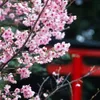 Japanese cherry blossom festival held in Bac Ninh province