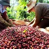 Vietnam sets to export US$6 billion of coffee by 2030