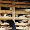 Vietnam’s nascent network of animal rescue volunteers seeks coalition