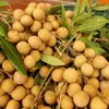 Vietnam longan exports soar to new high