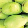 Vietnam to export mangoes to Australia