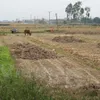 Drought forces crop switch in central Vietnam