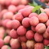 Southern lychee sales to be promoted