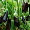 Wild eggplant cultivation generates higher income